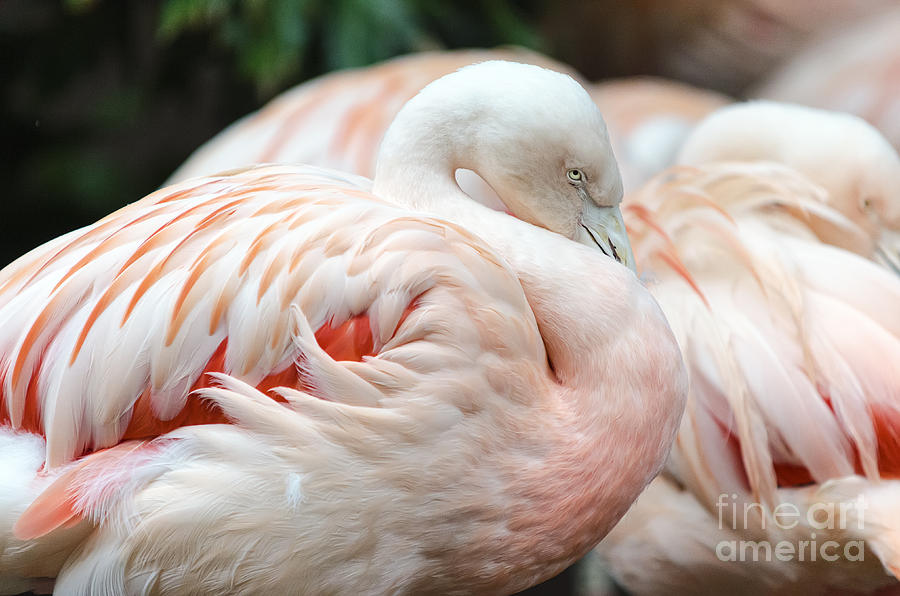 Pink Flamingo Photograph by Eddie Yerkish
