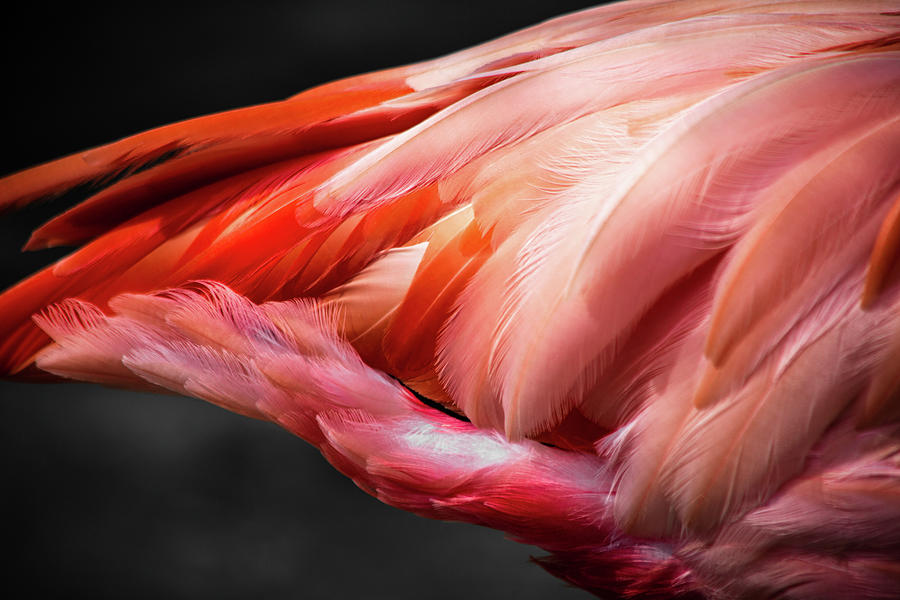 Pink Flamingo Feathers Photograph by Lauri Novak