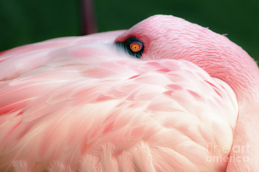 A pink bird with a blue eye Photograph by Srinivasan Venkatarajan