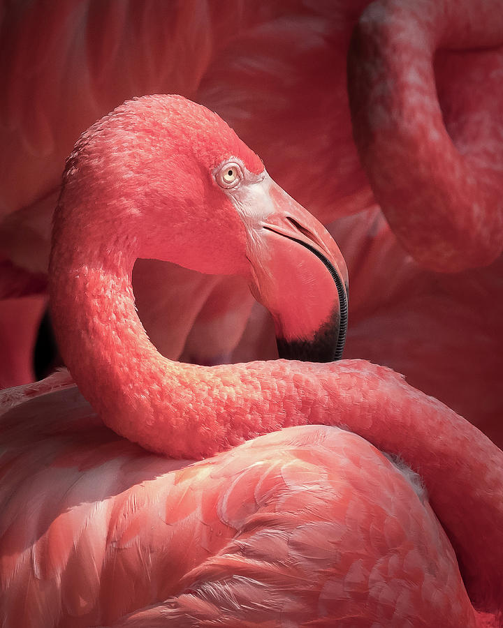 Pink Flamingo Fort Worth Zoo Photograph by Robert Bellomy