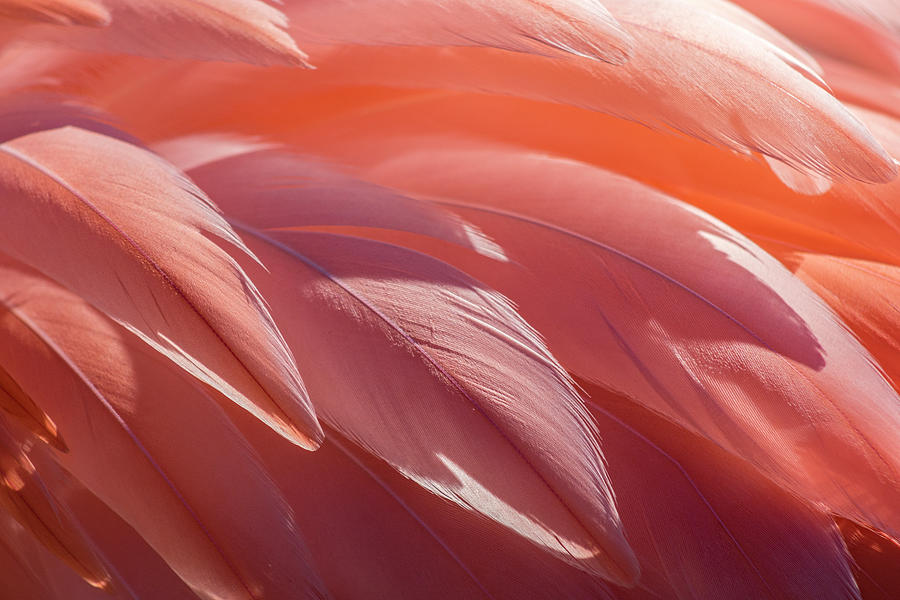 Pink Flamingo Photograph by Holly Ross