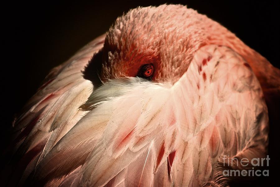 Pink Flamingo Ill Be Watching You Photograph by Gus McCrea