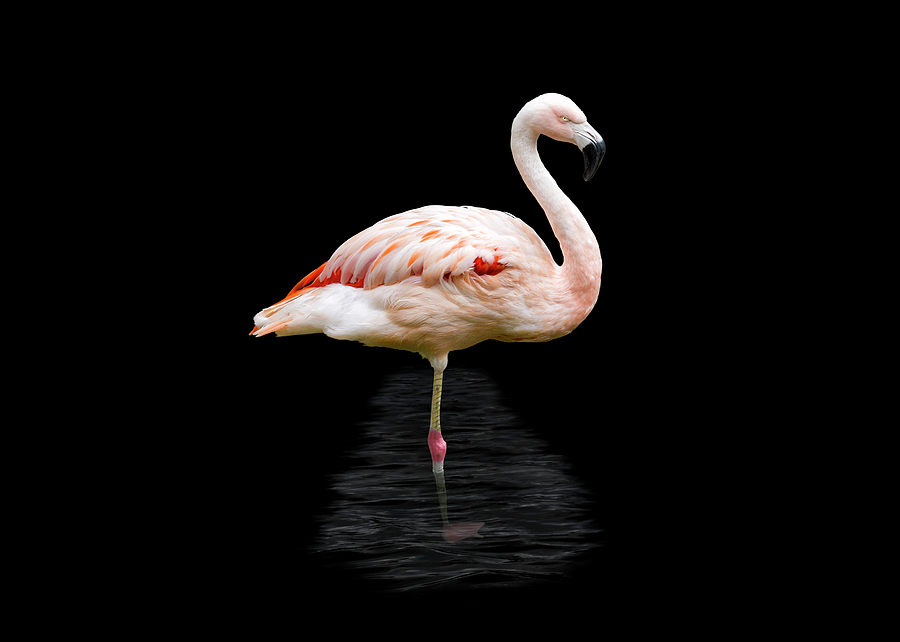 Pink Flamingo in Water Photograph by Steven Michael