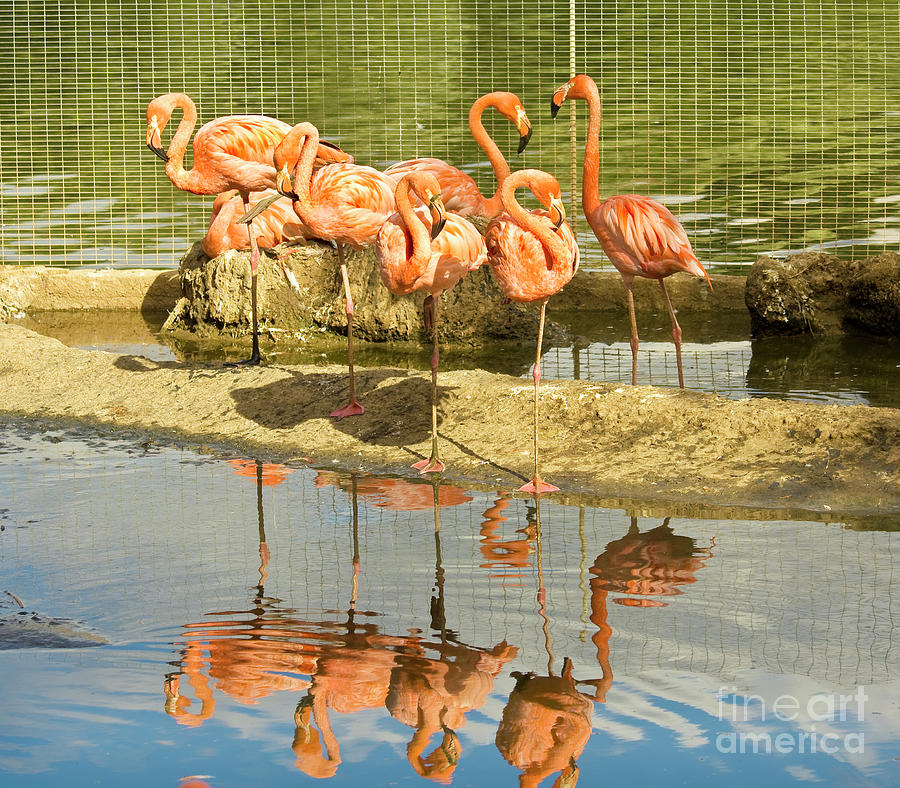Pink flamingo Photograph by Irina Afonskaya