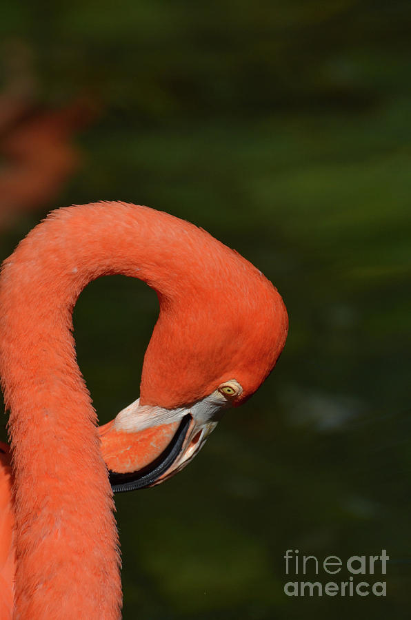 Pink Flamingo Itching his Neck Photograph by DejaVu Designs