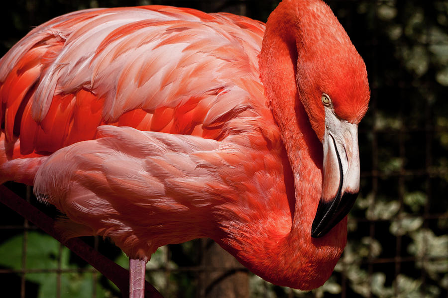 Flamingo Photograph - Pink Flamingo by Jill Smith
