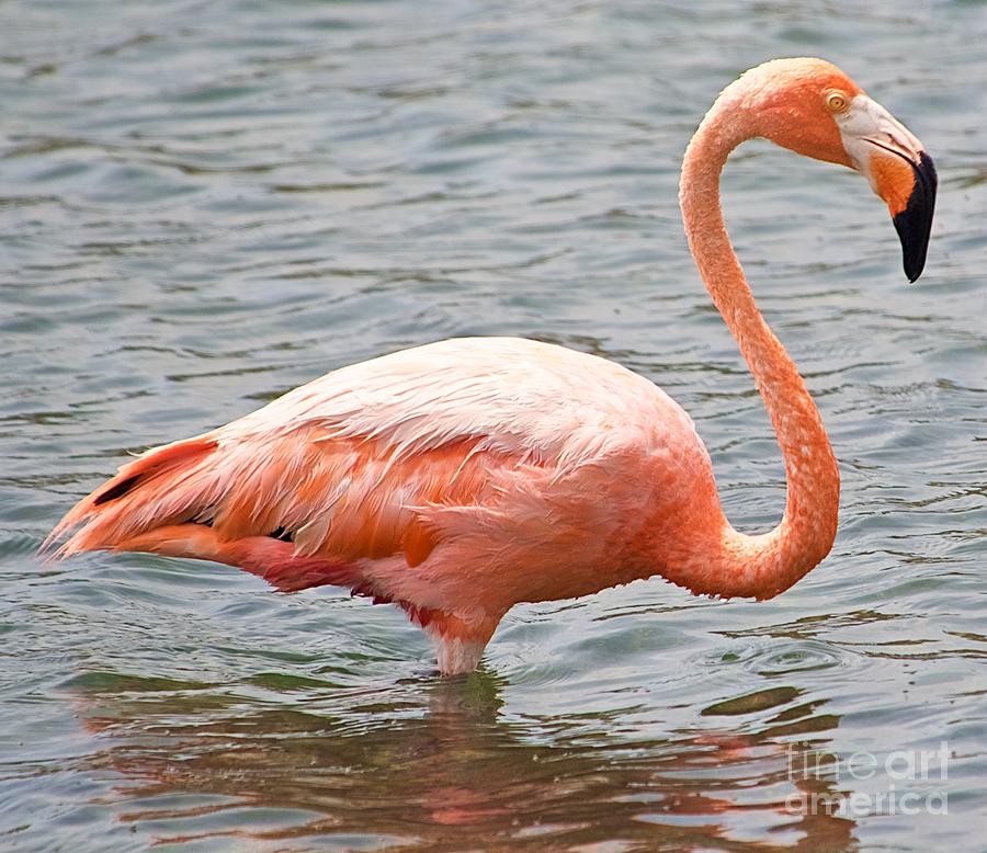 Pink Flamingo Photograph by John C Saponara Jr - Fine Art America