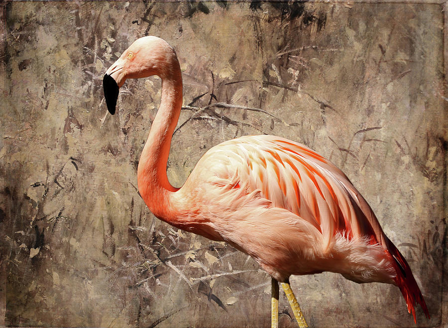 Flamingo Photograph - Pink Flamingo by Judy Vincent
