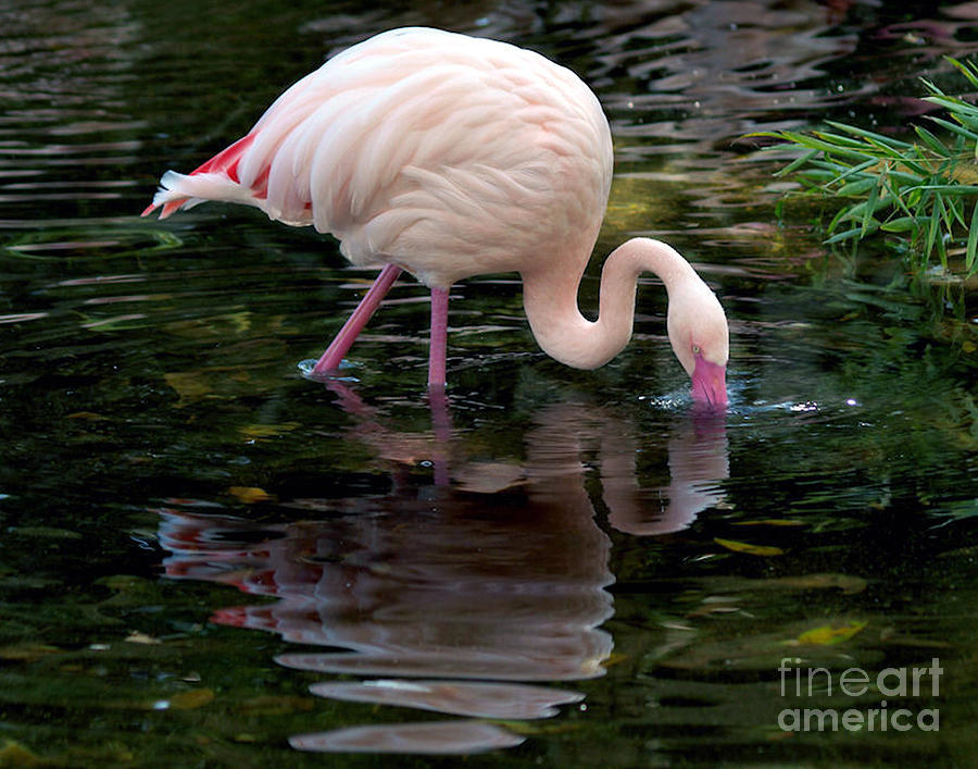 Pink Flamingo Photograph by Ken Frischkorn
