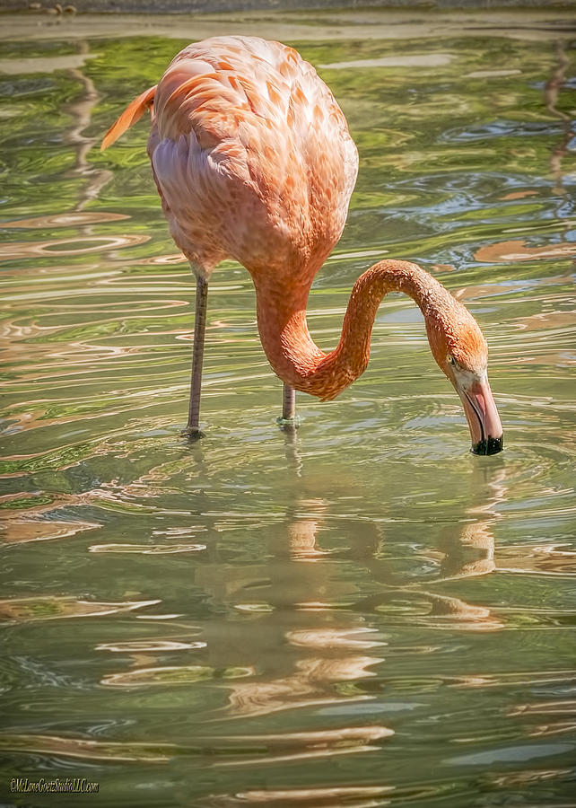Pink Flamingo Photograph by LeeAnn McLaneGoetz McLaneGoetzStudioLLCcom