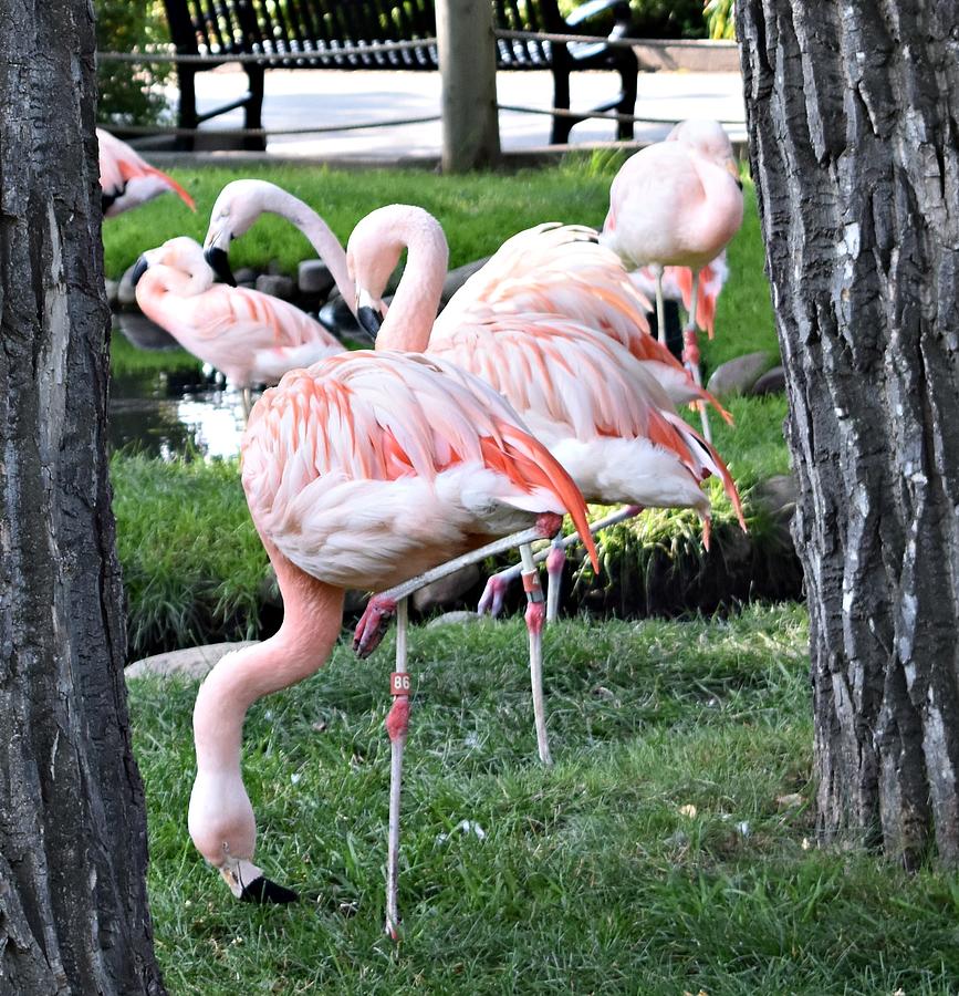 Pink Flamingo Photograph by Marta Pawlowski