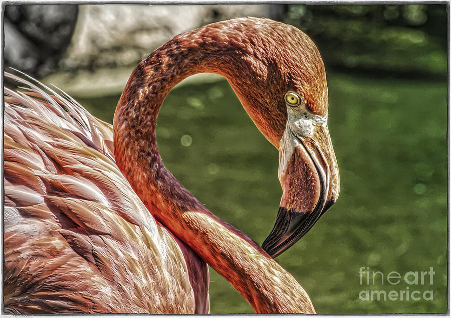 Pink Flamingo Photograph by Mitch Shindelbower