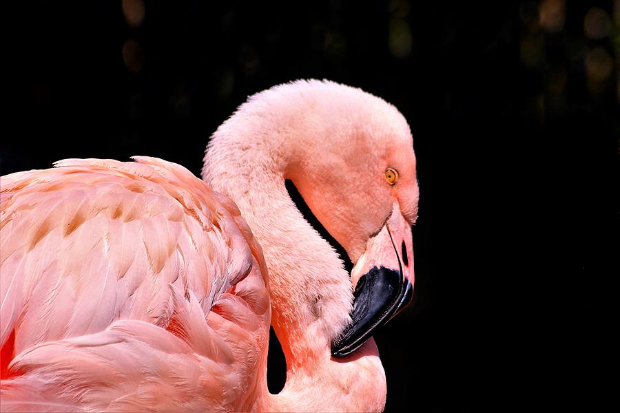 Pink Flamingo on Black Photograph by Sheila Brown
