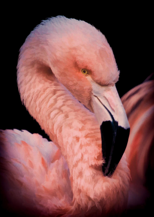 Pink Flamingo Portrait Photograph by Athena Mckinzie