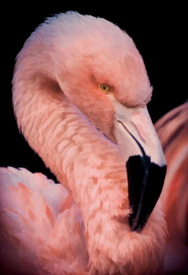 Pink Flamingo Portrait II Photograph by Athena Mckinzie