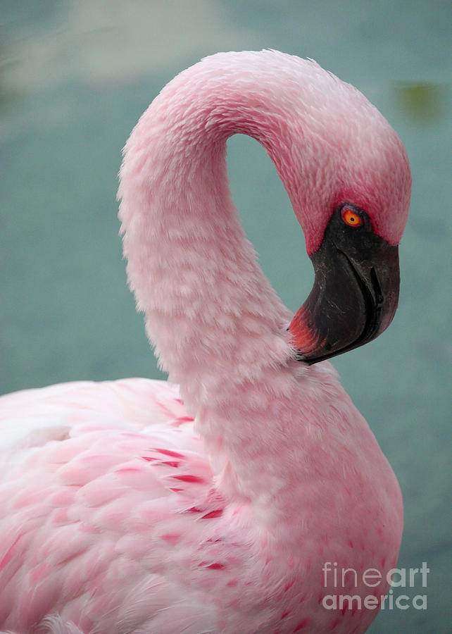 Pink Flamingo Profile 2 Photograph by Carol Groenen