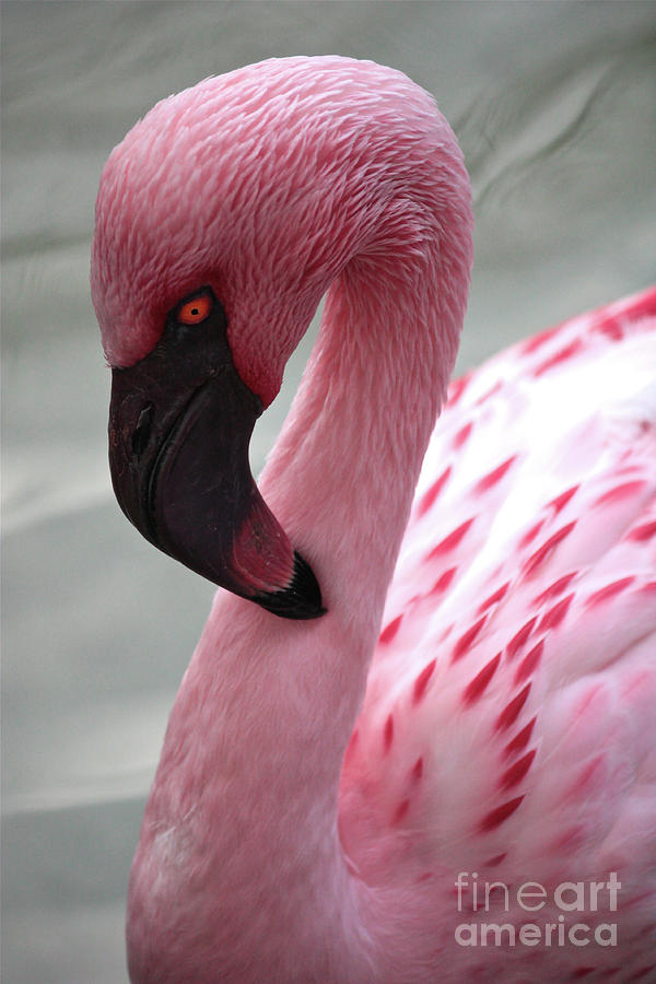 Pink Flamingo Profile Photograph by Carol Groenen