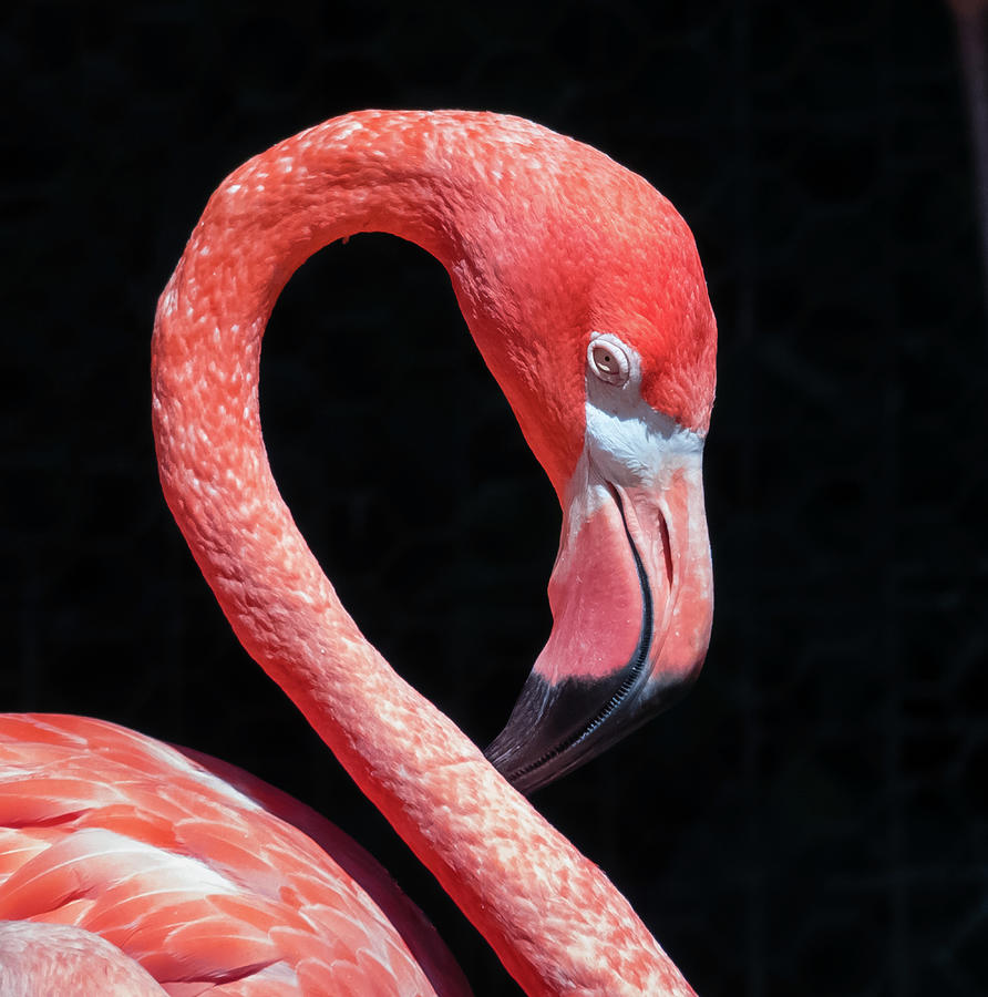 Flamingo Photograph - Pink Flamingo by Robert Bellomy