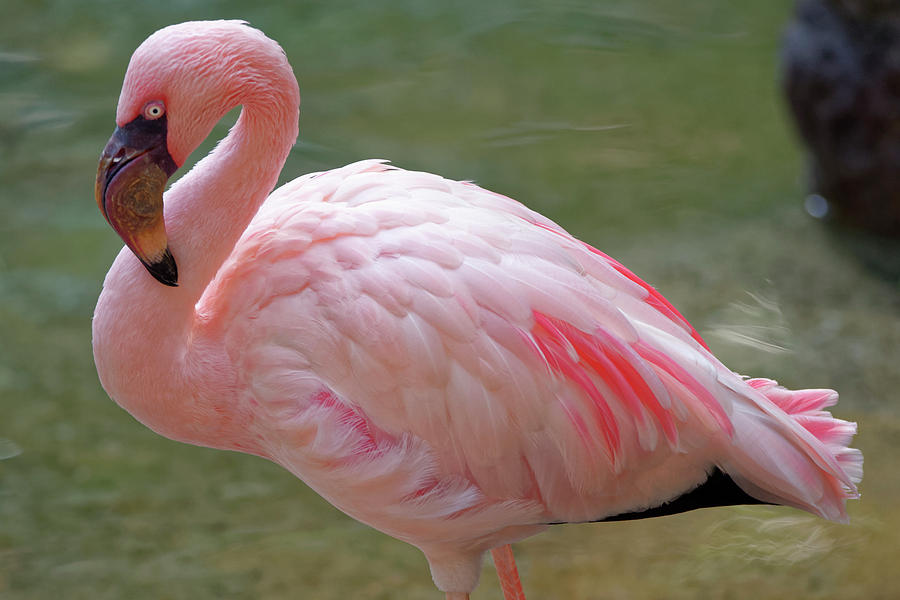 Animal Photograph - Pink Flamingo by Roderick Bley