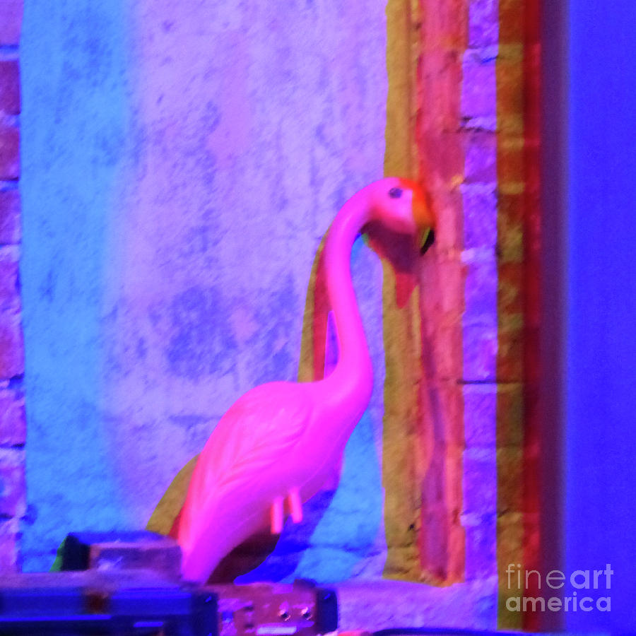 Plastic Flamingo Photograph - Pink Flamingo by Rosanne Licciardi