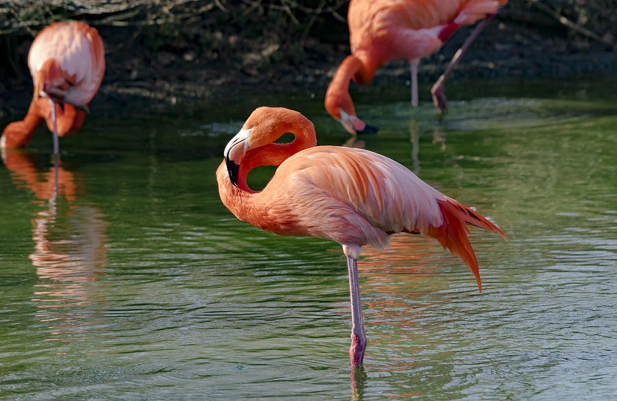 Pink Flamingo Photograph by Scott Carruthers