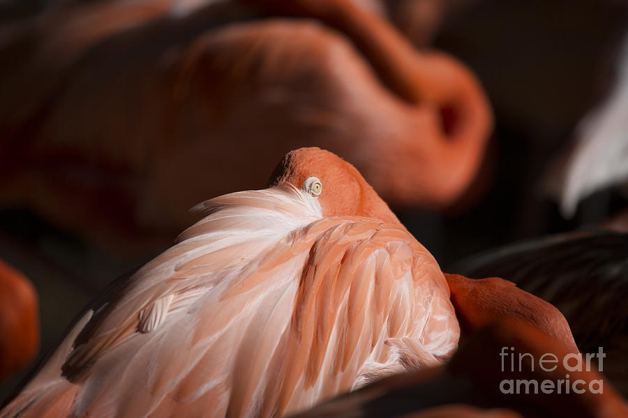Pink Flamingo V15 Photograph by Douglas Barnard