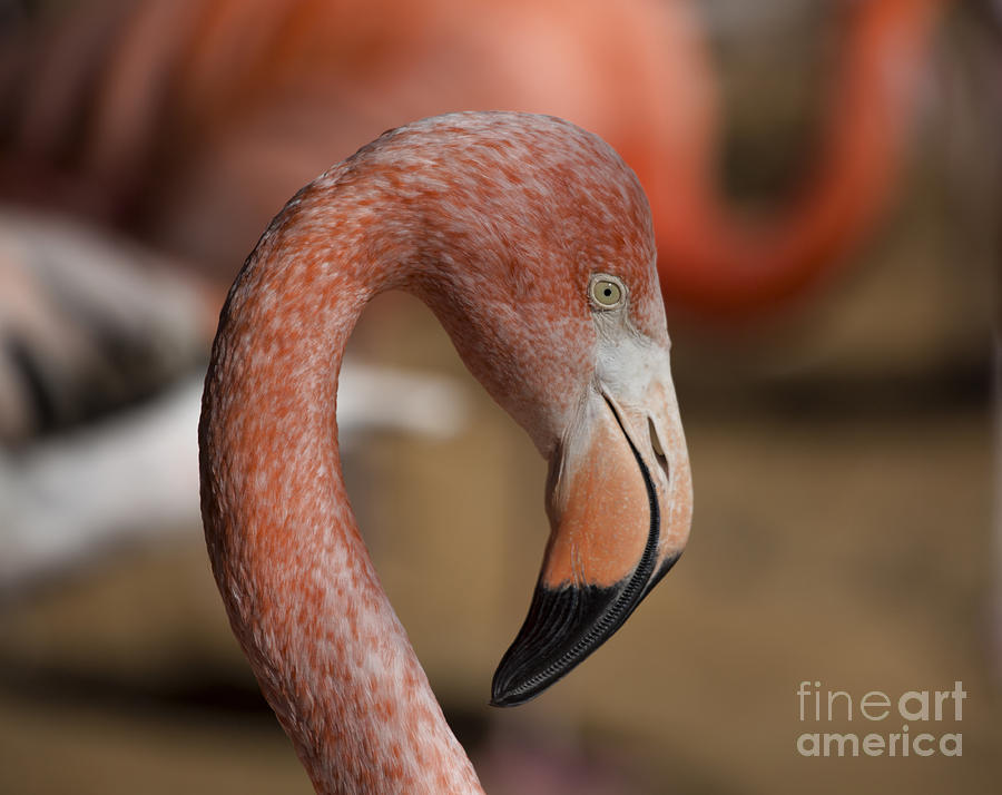 Pink Flamingo V17 Photograph by Douglas Barnard