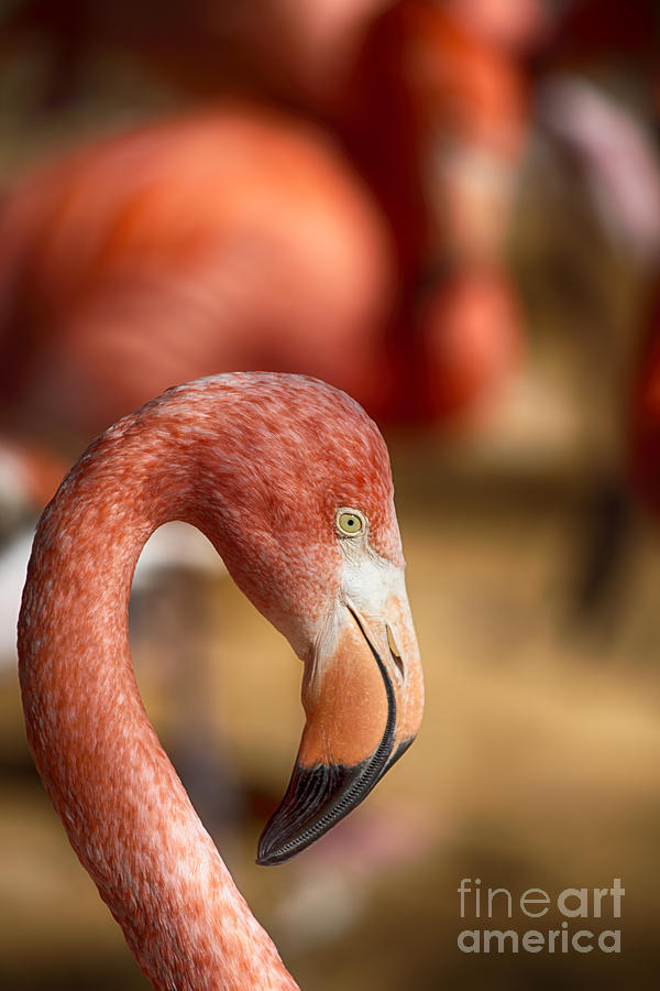 Pink Flamingo V18 Photograph by Douglas Barnard