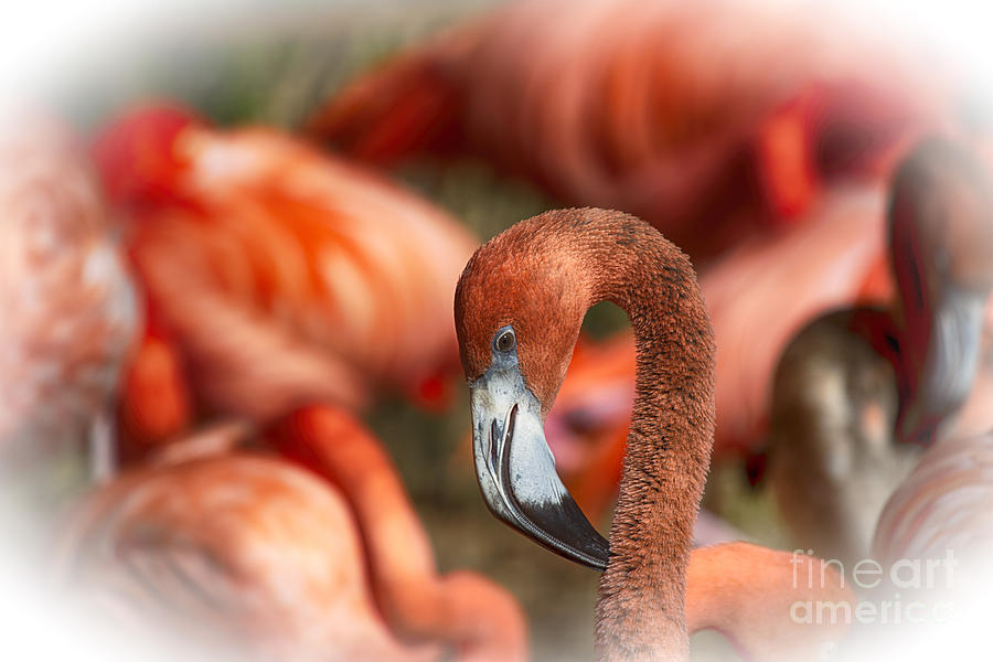 Pink Flamingo V19 Photograph by Douglas Barnard
