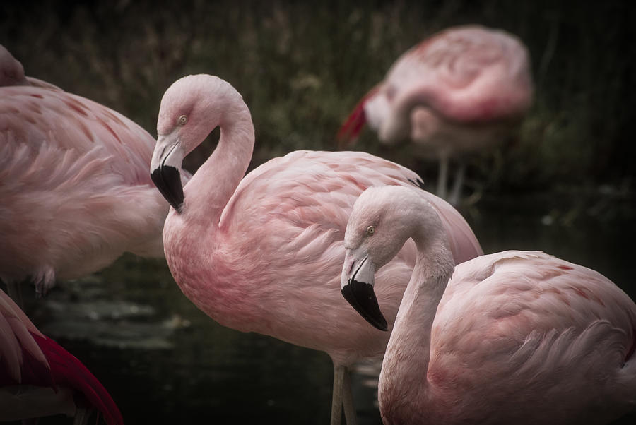 Pink Flamingo Photograph