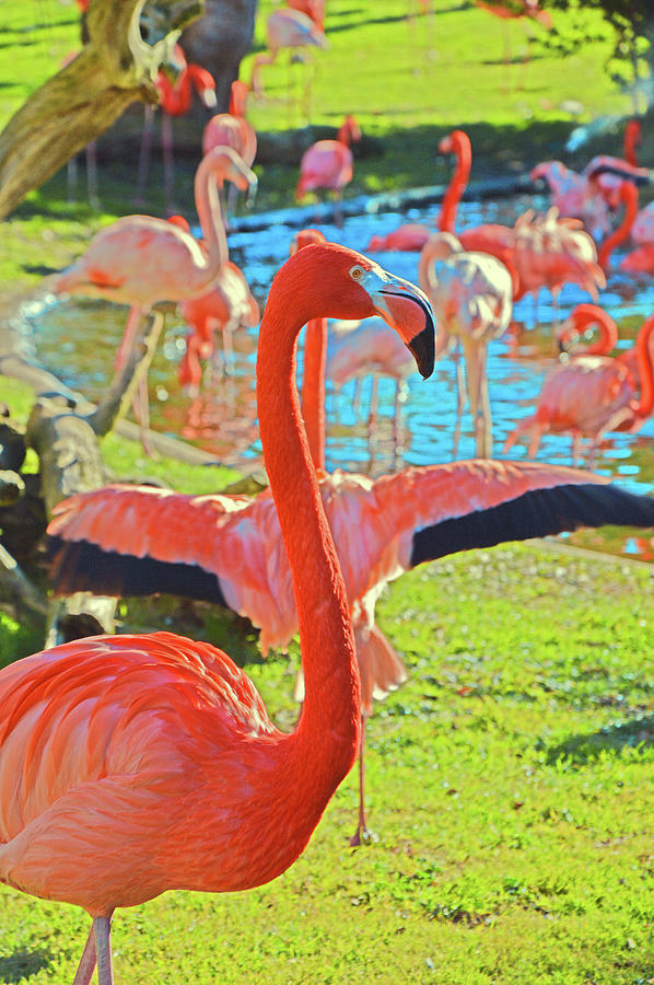 Animal Digital Art - Pink flamingos. by Andy i Za