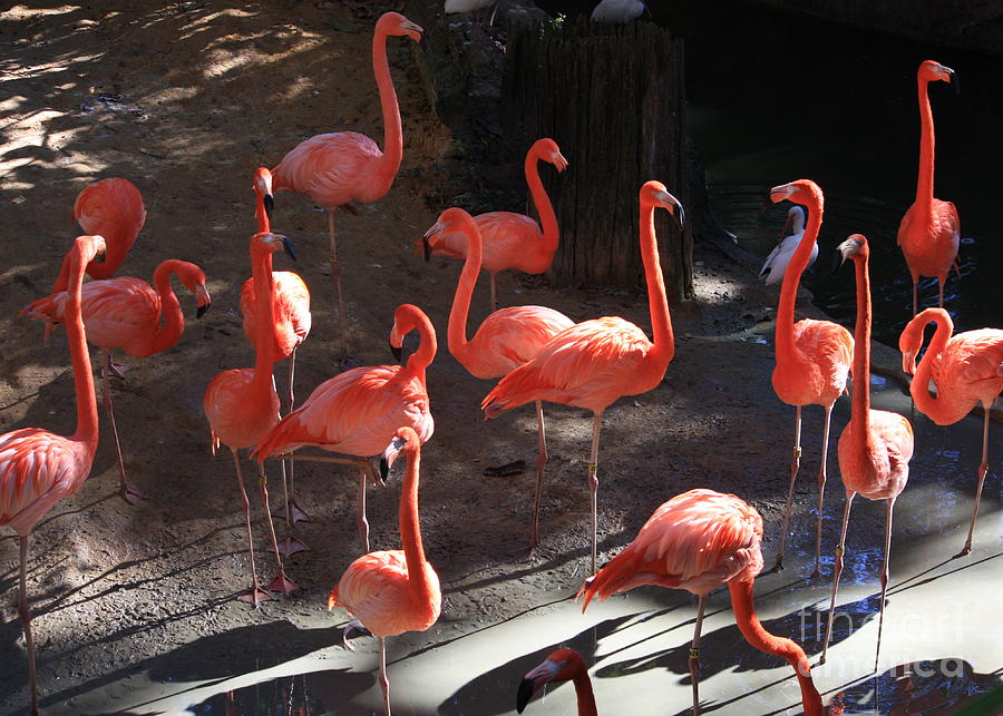Bird Greeting Card - Pink Flamingos  by Carol Groenen