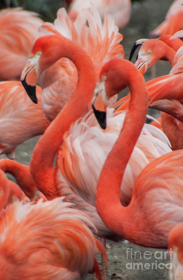Pink Flamingos Photograph