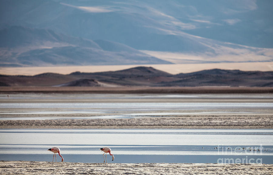 Pink Flamingos in the Andes Photograph by Olivier Steiner