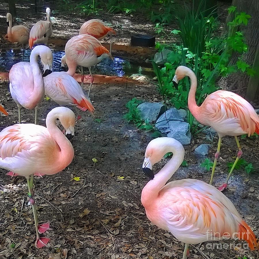 Pink Flamingos  Photograph by James and Donna Daugherty