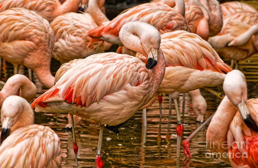 Pink Flamingos Photograph by Kathleen K Parker