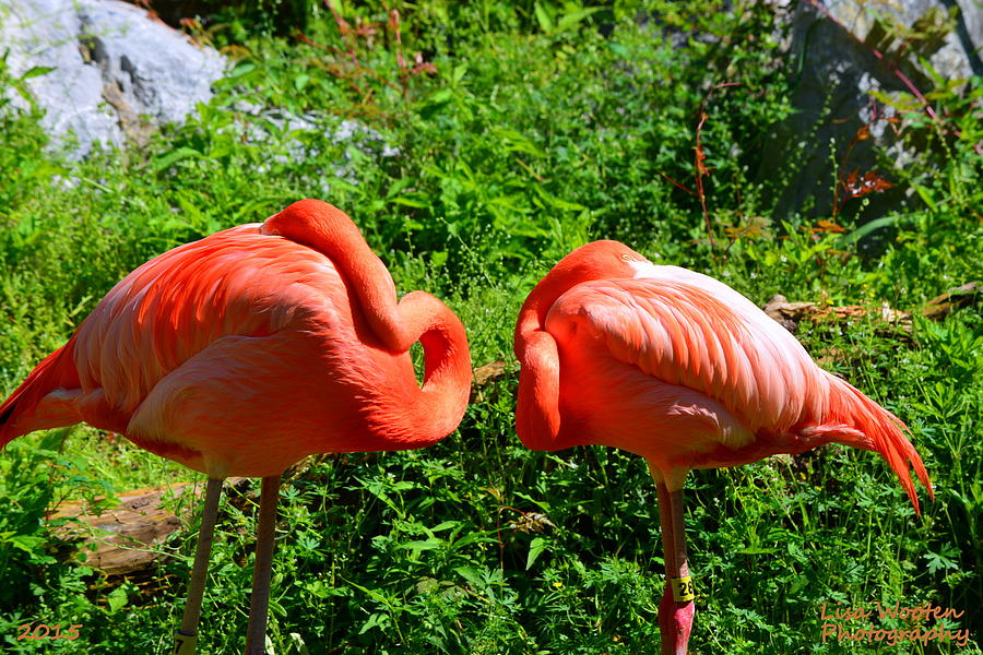 Pink Flamingos Photograph by Lisa Wooten