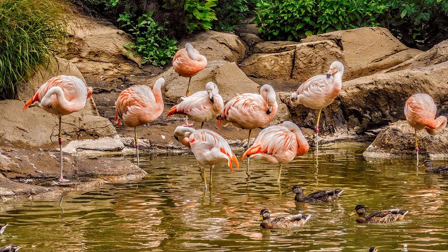 Pink Flamingos Live at the Como Park Zoo Photograph by Curtis Tilleraas