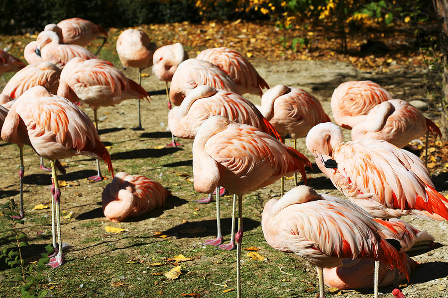 Pink Flamingos Photograph by Marilyn Hunt