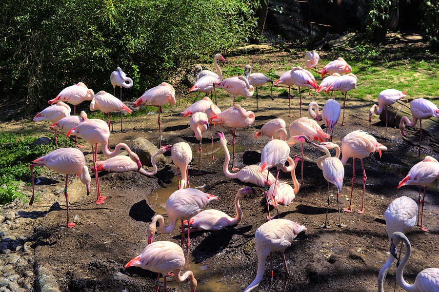 Pink Flamingos Photograph by FineArtRoyal Joshua Mimbs