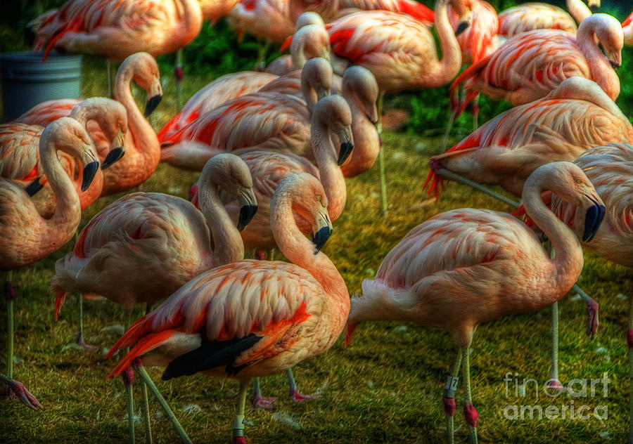 Pink Flamingos Photograph by Saija Lehtonen