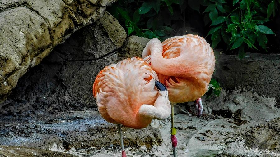 Pink Flamingos Snooping Around Photograph by Curtis Tilleraas