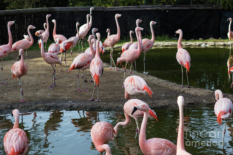 Pink Flamingos Photograph by Suzanne Luft
