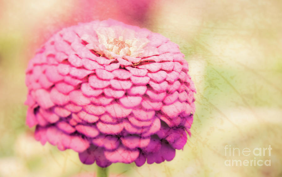 Pink Floral Photograph by Andrea Anderegg
