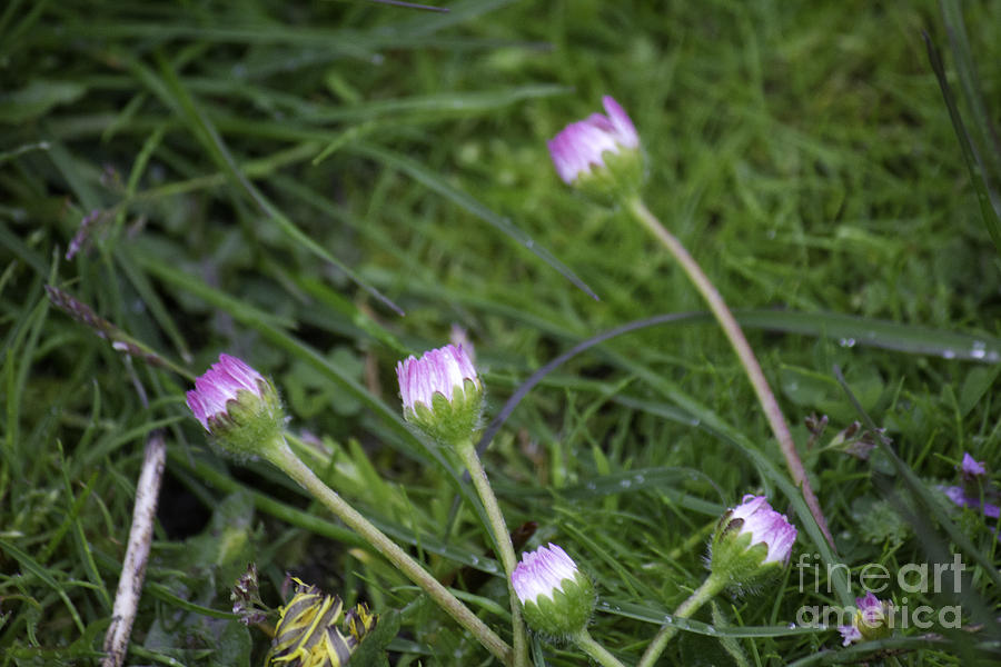 Landscape Photograph - Pink Floral in Grass by Donna L Munro