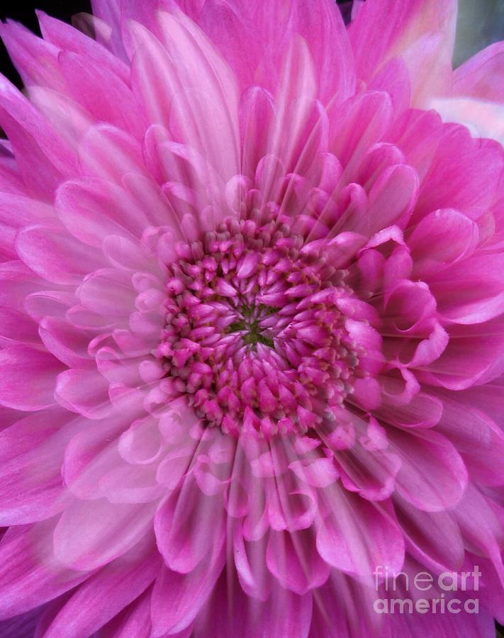 Pink Floral Overlay Photograph by Joan-Violet Stretch