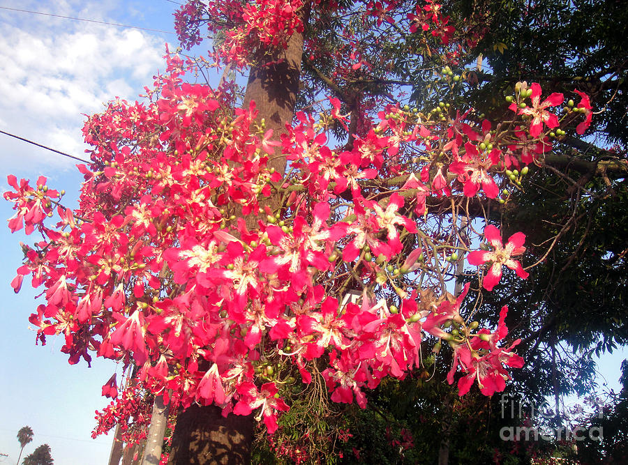 Pink Floss Silk Tree Ceiba Speciosa Photograph By Sofia Metal Queen
