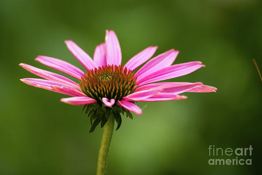 Pink Cone Flower Photograph by Kevin Gladwell