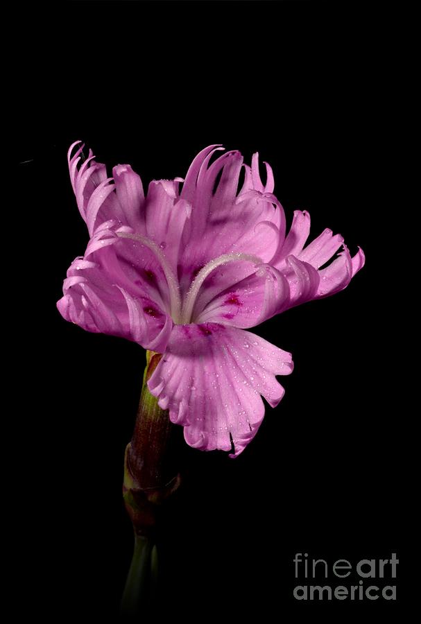 Pink Flower 6481 Photograph by Ken DePue