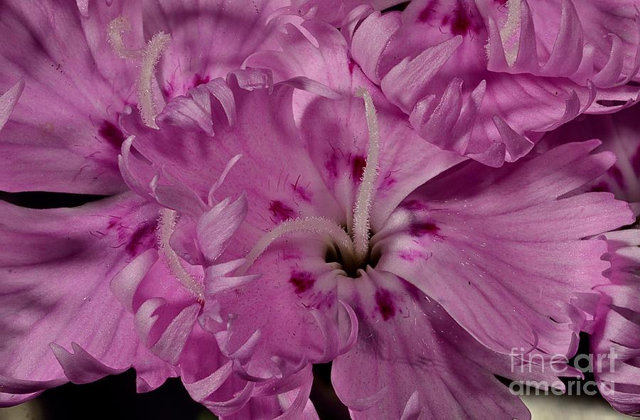 Pink Flower 6488 Photograph by Ken DePue